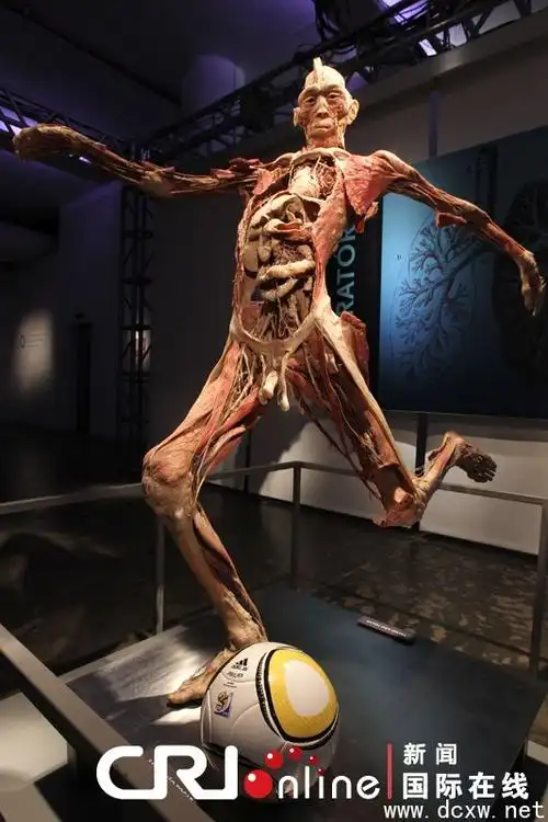 p>所谓人体标本就是由真实的人体,经过一系列的 a href="#" data