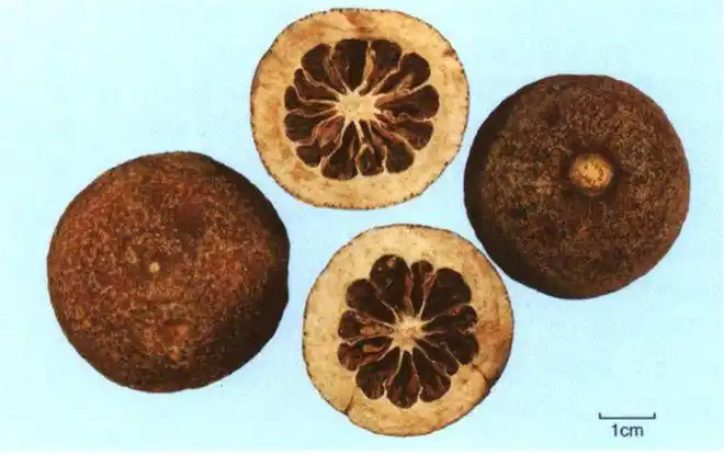 枳壳药材图图片来源于中草药与民族药药材图谱枳实道地产地变迁谈到枳