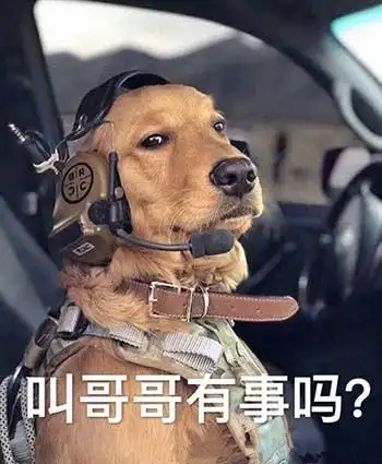 叫哥哥有事吗(汪星人表情包)_汪星人_有事吗_哥哥表情