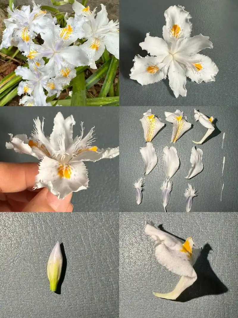 在农村随处可见的鸢尾花,花结构很特 - 抖音