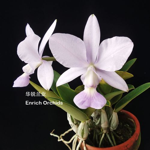 华锐兰业 原盆分株 原种蓝色走路人 蓝色曼哈顿 c.walkeriana