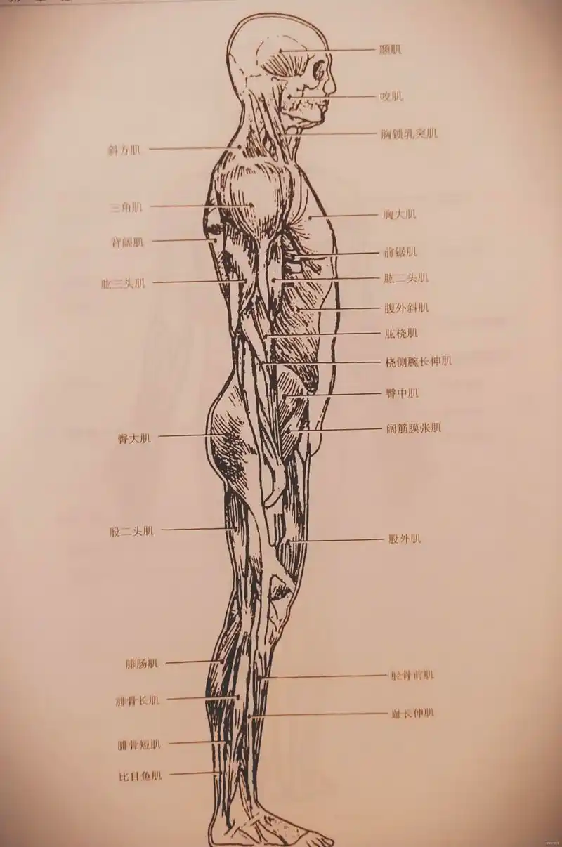 美术艺考之人体肌肉