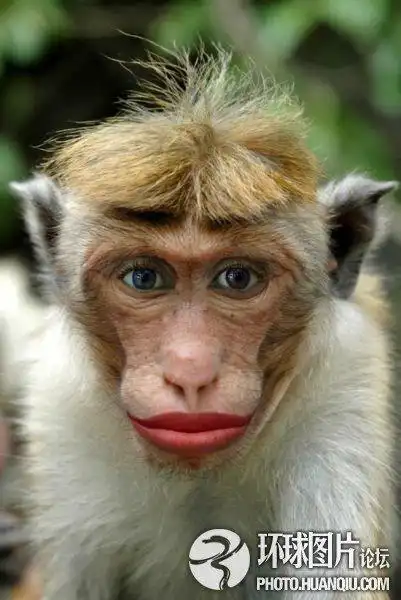 让人喷饭的爆笑动物(图)