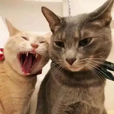 好看又沙雕的情头 多年收藏的情头高清图片_情侣头像_美头网