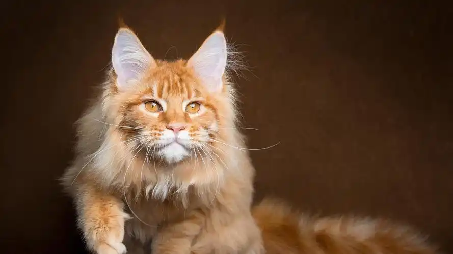 可爱猫咪高清宽屏桌面壁纸