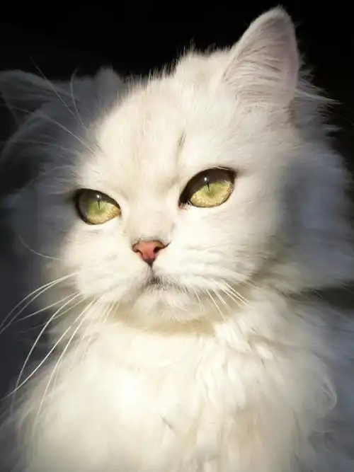 猫猫壁纸高冷且美