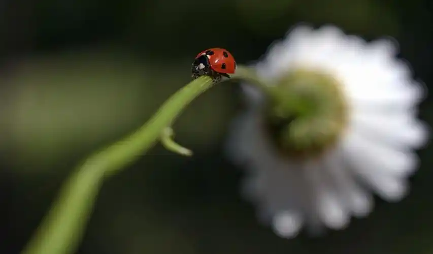 抖音最火背景图片高清瓢虫微距摄影电脑壁纸下载