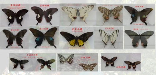 【家校共育,携手共进】留住蝴蝶的美丽瞬间