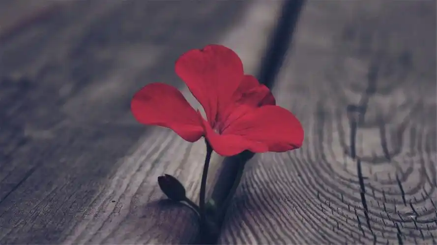 精选小清新治愈系唯美图片高清桌面壁纸下载(2)