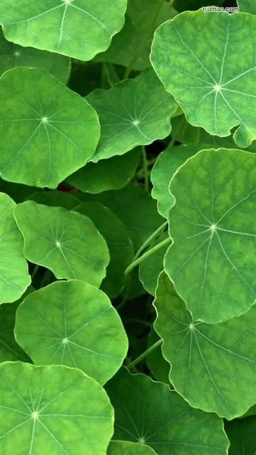 100张手机护眼背景图