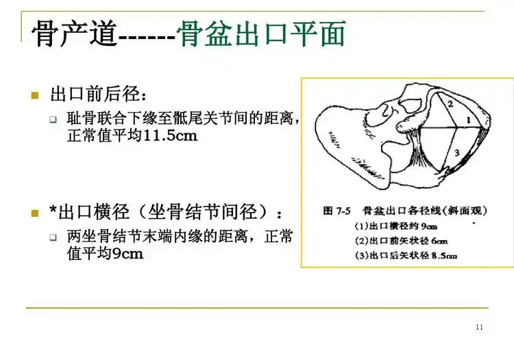 免费文档 所有分类 高等教育 医学 正常分娩ppt 课件 骨产道