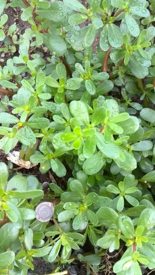 蚂蚁菜是很常见的中药,凉拌即可食用,具有清热,凉血,解毒的功效.