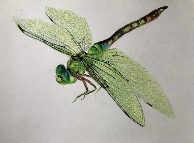 彩铅蜻蜓-shtic水货天才