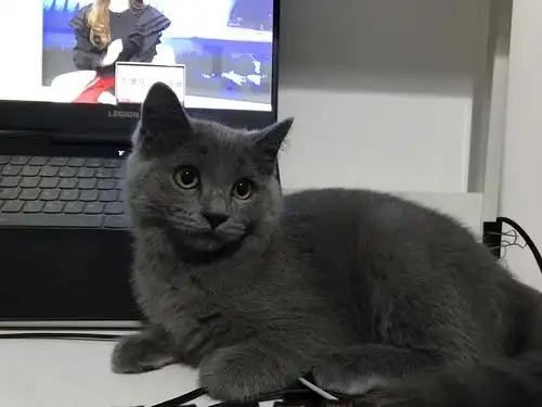 【已有领养】朝阳区八个月大蓝猫串串找新家,已绝.