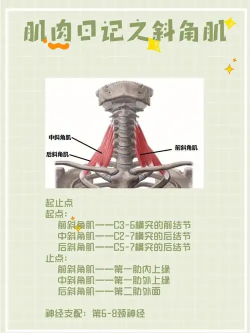 肌肉日记之斜角肌