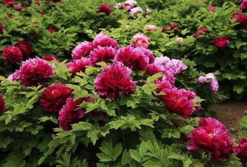 雍容华贵国色天香 - 美篇