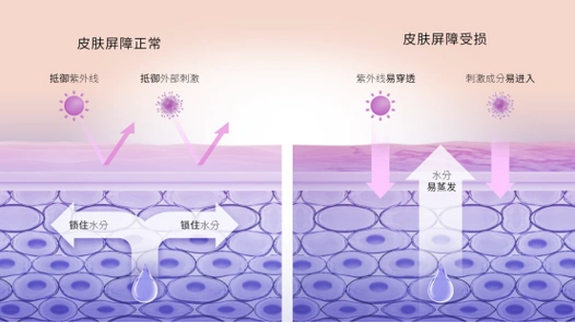 这篇教你如何高效修护敏感肌_屏障_takumin_肌肤