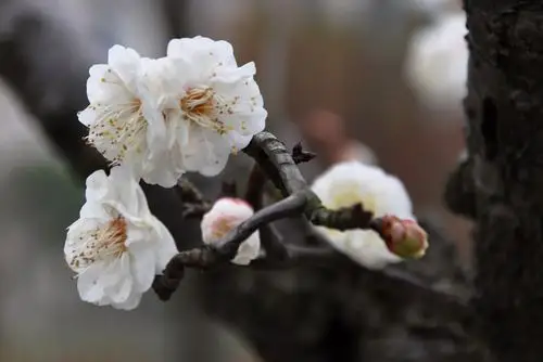 虬枝花茂 龙游梅 赏梅 城市里的梅花 高高挂起 龙游梅 孤傲 梅花与