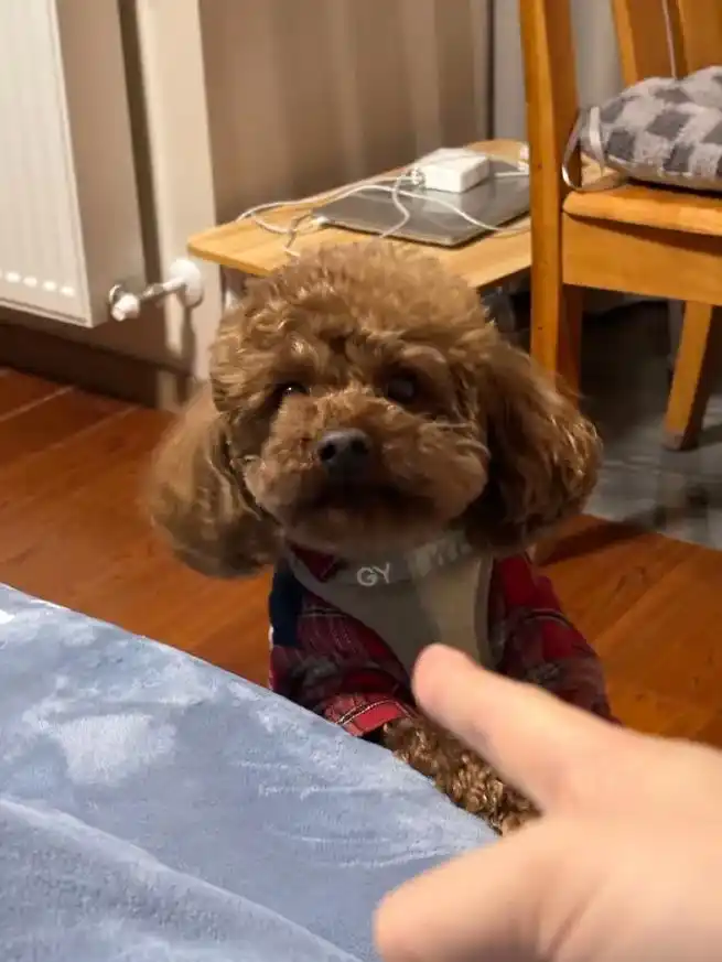 泰迪时隔一个月,髌骨脱位终于恢复了!