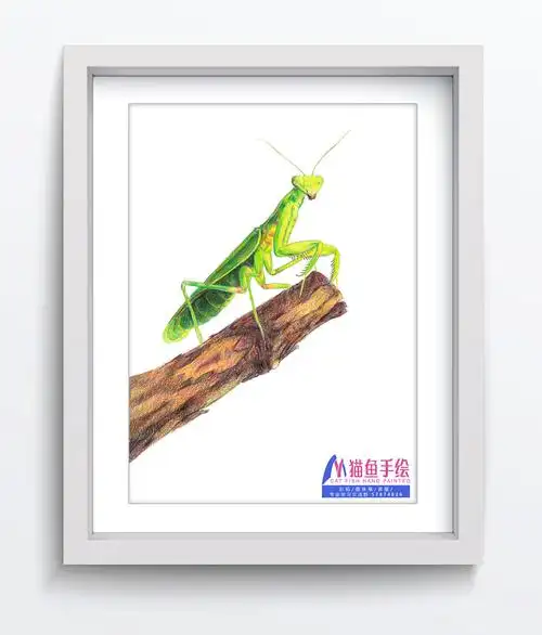 螳螂|纯艺术|绘画|厦门猫鱼手绘 - 原创作品 - 站酷 (zcool)