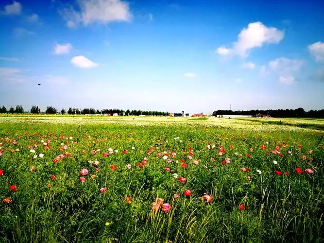 草原天路行之二:沽源五花草甸,张北草原天路