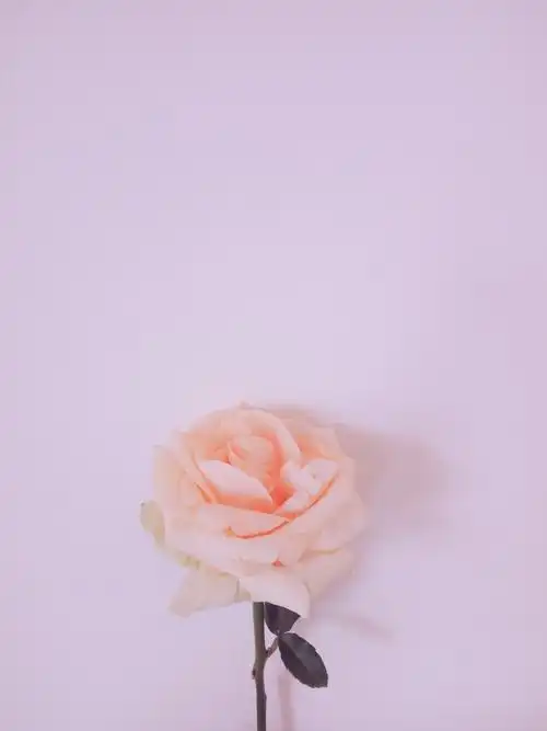 花玫瑰色调意境