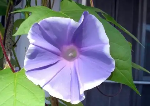 照片素材(图片): 蓝色紫色牵牛花花