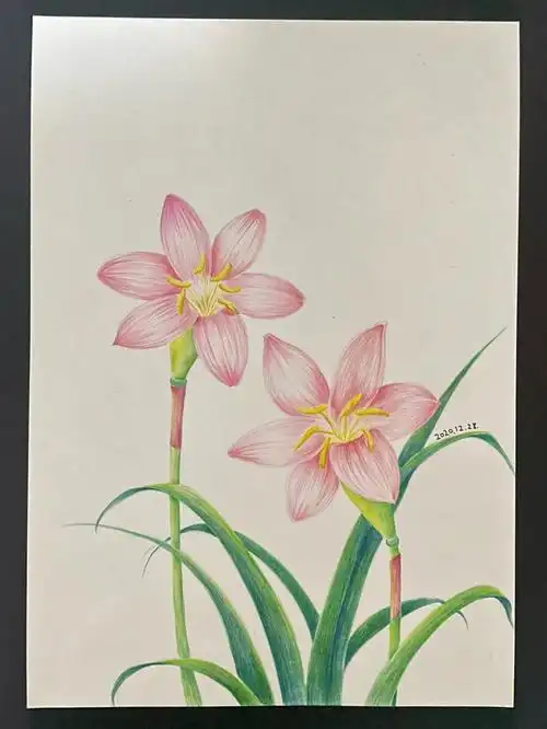 适合初学者的彩铅