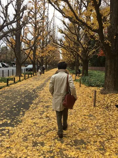 诗朗诵《流浪的叶子》作者:碑林路人