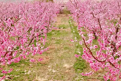 桃花盛开.一树绯红