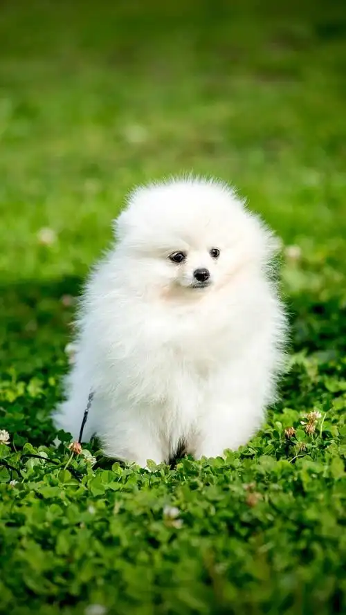 静物 风景 萌宠 壁纸