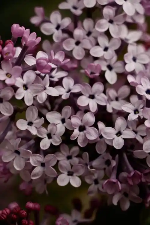 丁香花是什么颜色的(丁香花是什么颜色的词语)