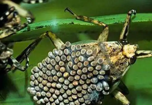 盘点世界上最恶心的十大昆虫,茸毒蛾最为恶心