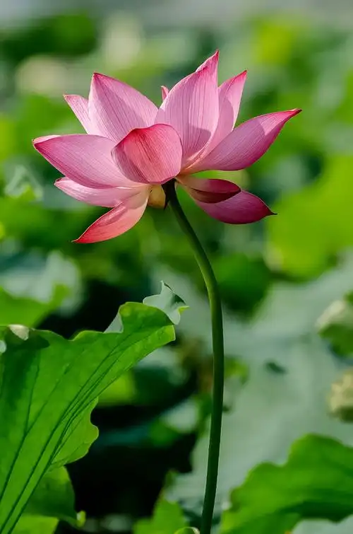 莲,【 郎川河畔 】,郎溪论坛,郎溪凌易文化传媒旗下网站 - powered by