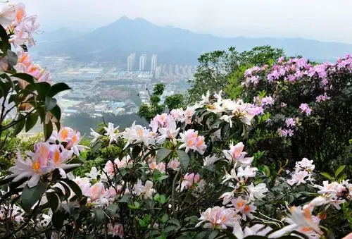 下一站,春天的东莞!