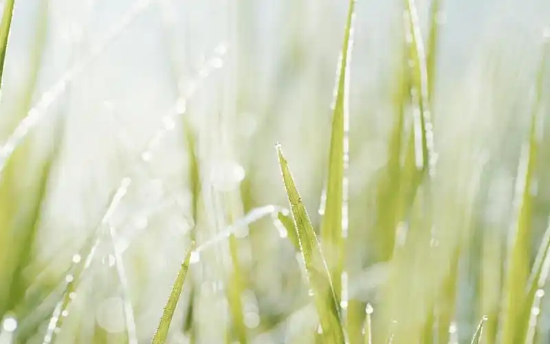 清晨独一无二的小清新植物ins风,高清壁纸,风景图片-回车桌面
