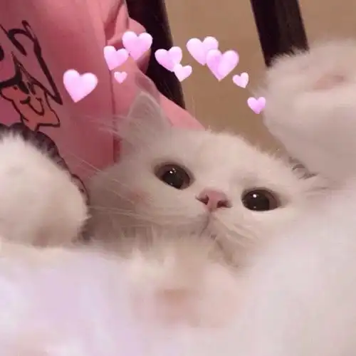 可爱头像动物头像