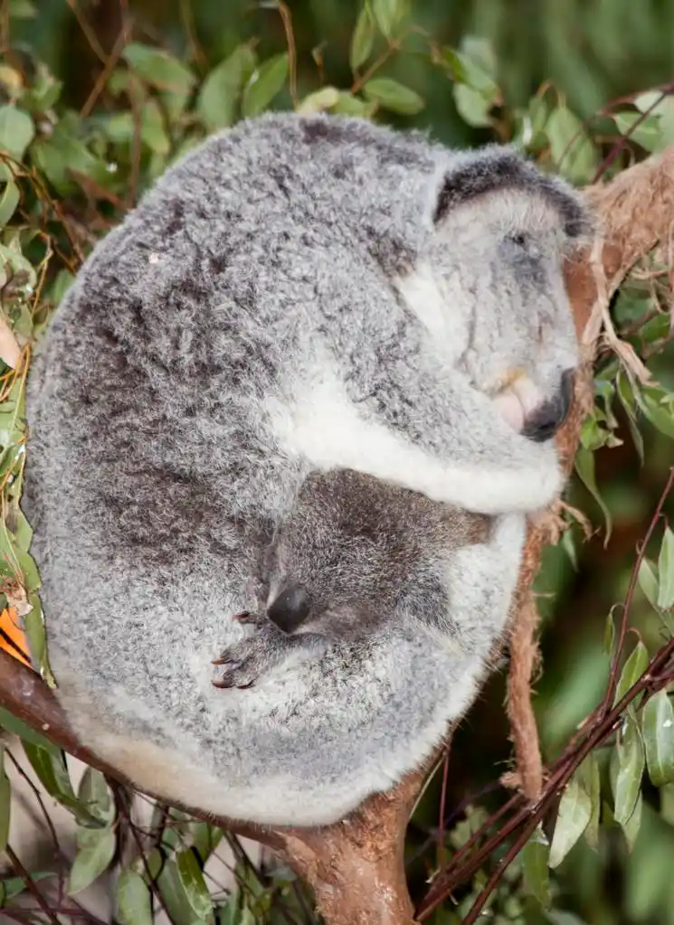 树袋熊,澳大利亚,有袋动物