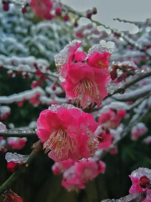 红梅傲骨笑霜雪