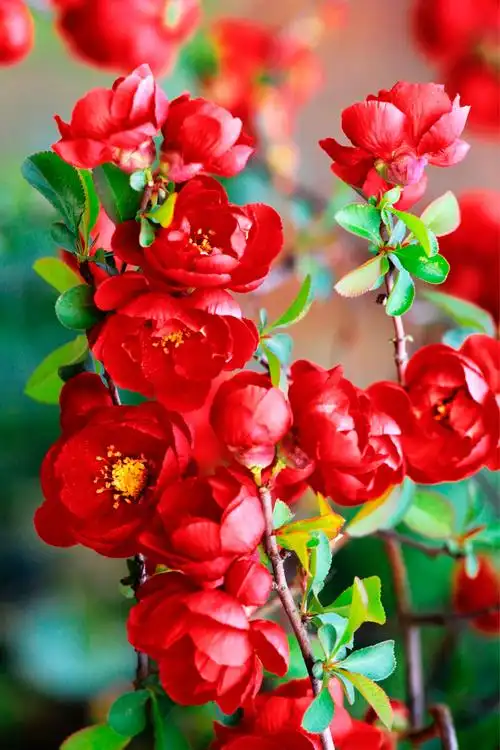 《新春第一篇》富贵海棠贺新春