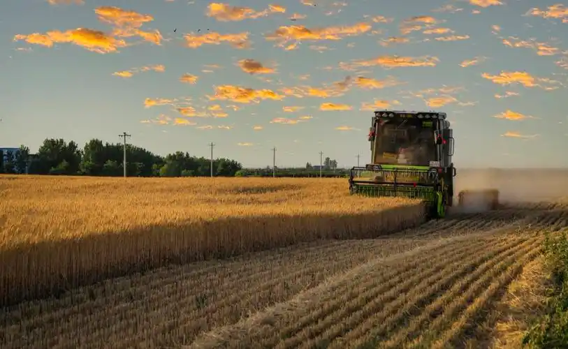 【张富奎摄影】麦子熟了,广袤的麦田泛起金色的浪花