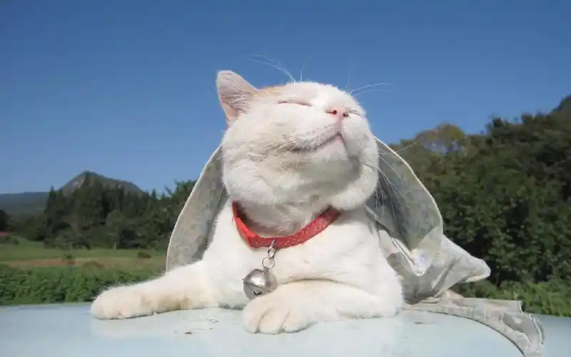 猫唯美壁纸图片_桌面壁纸图片_壁纸下载-元气壁纸