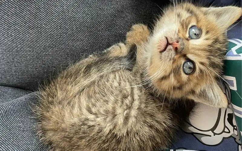 【土猫】幼崽太可爱了叭!