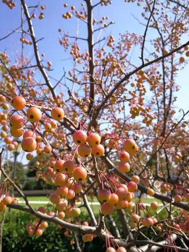 秋天的果实之海棠果