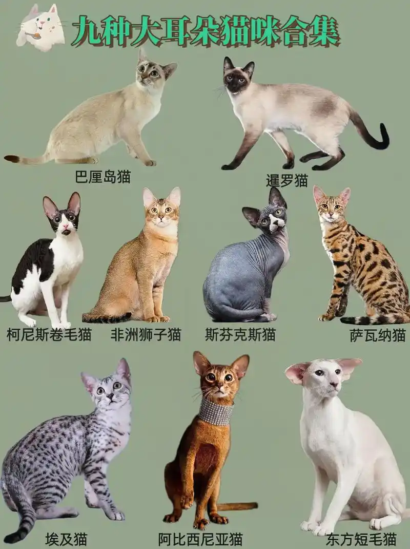 精致女孩们,看看这九种大耳朵猫咪分别都是什么品种吧!