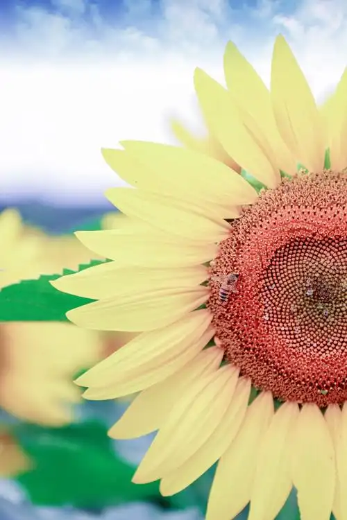 一组漂亮的向日葵