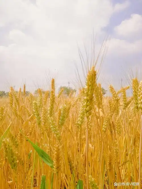 图文/杭越 镜头下的麦田之美!