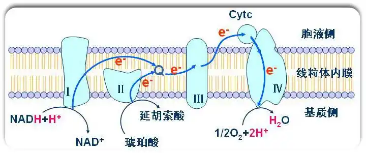 生物氧化有哪几种方式?其特点如何
