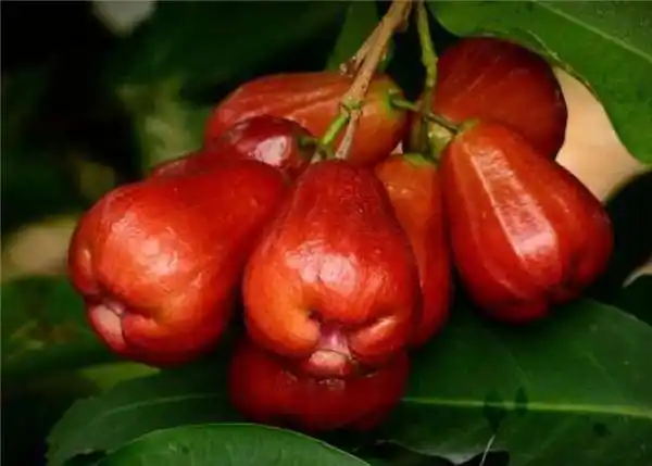 41种不常见的罕见水果图片和名字