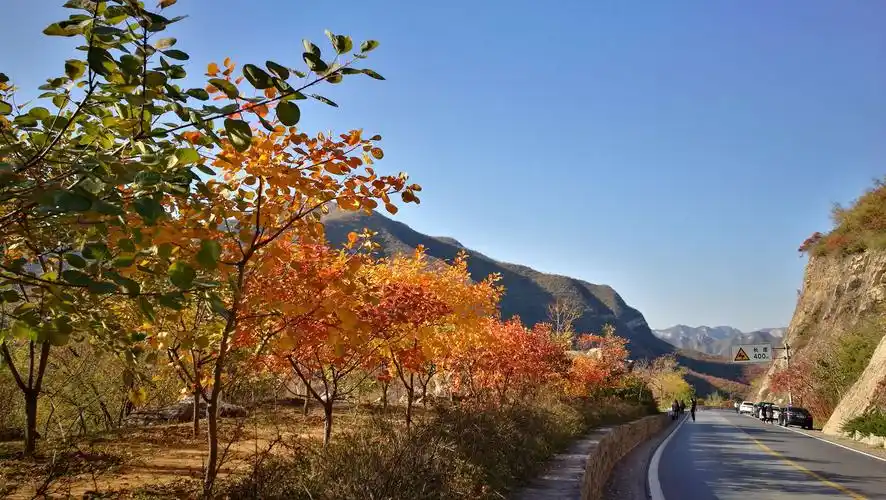 去大山里看秋景,看红叶.